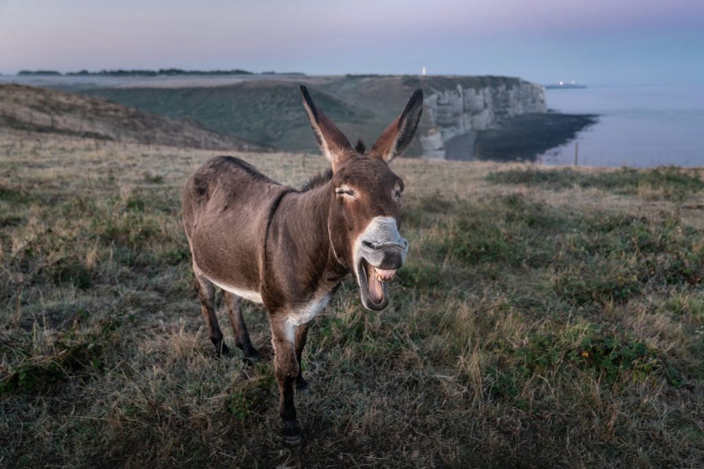 donkey as a humorous joke about third party service providers in Malaysia charging a a service fee for WRT license applications